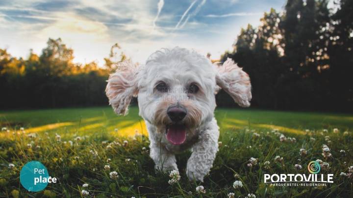 portoville betel pet place