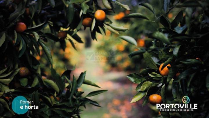 portoville betel pomar horta